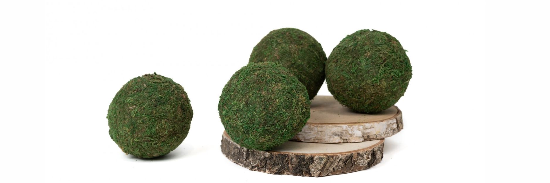 Kokedama Phocealys